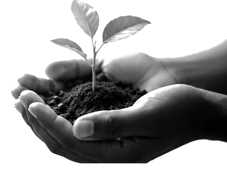Hands nurturing a young green plant